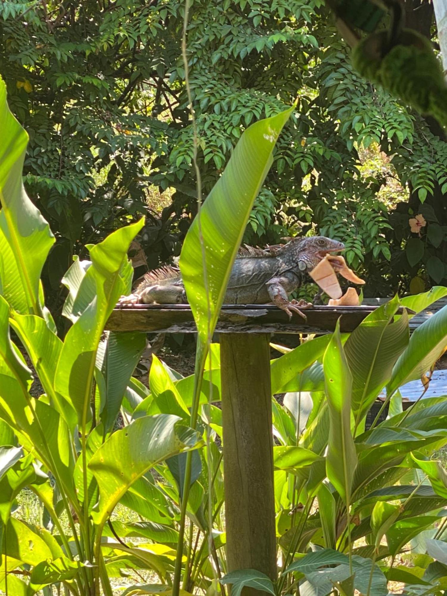 Villa Casita Corcovado Drakes Bay Esterno foto